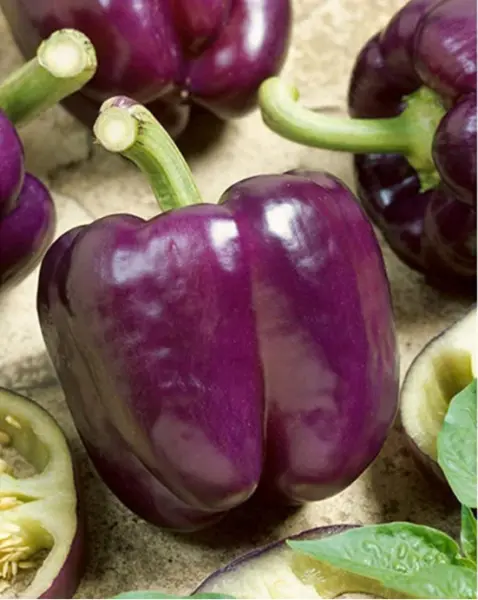 Pepper Purple Beauty Bell 18-22 Fresh Organic Seeds Heirloom Non Gmo - $6.98