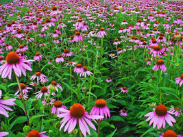 Fresh Herb/Flower Echinacea 250+ Seeds - £6.94 GBP