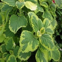 Variegated Green &amp; Yellow Lemon Twist Plectanthus Starter Plant - £4.27 GBP