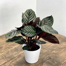 FROM US Ornamental Live Plant 10”-20” Calathea Ornata (Peacock Plant) TP15 - $56.23