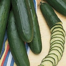 BEST 25 Seeds Easy To Grow Early Pride Cucumbers 9&quot;&quot; Long Burpless Cucks... - $10.00
