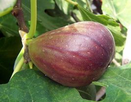 &#39;Brown Turkey&#39; - Fig Tree - Fruiting Fig Tree - Ficus Carica - £30.66 GBP
