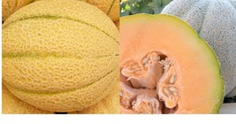 Iroquois Melon Seeds Fresh Garden Seeds Gardening  - £15.61 GBP+