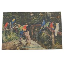 Animal~Macaws On Branch In Parrot Jungle Miami Florida~Vintage Postcard - £3.18 GBP