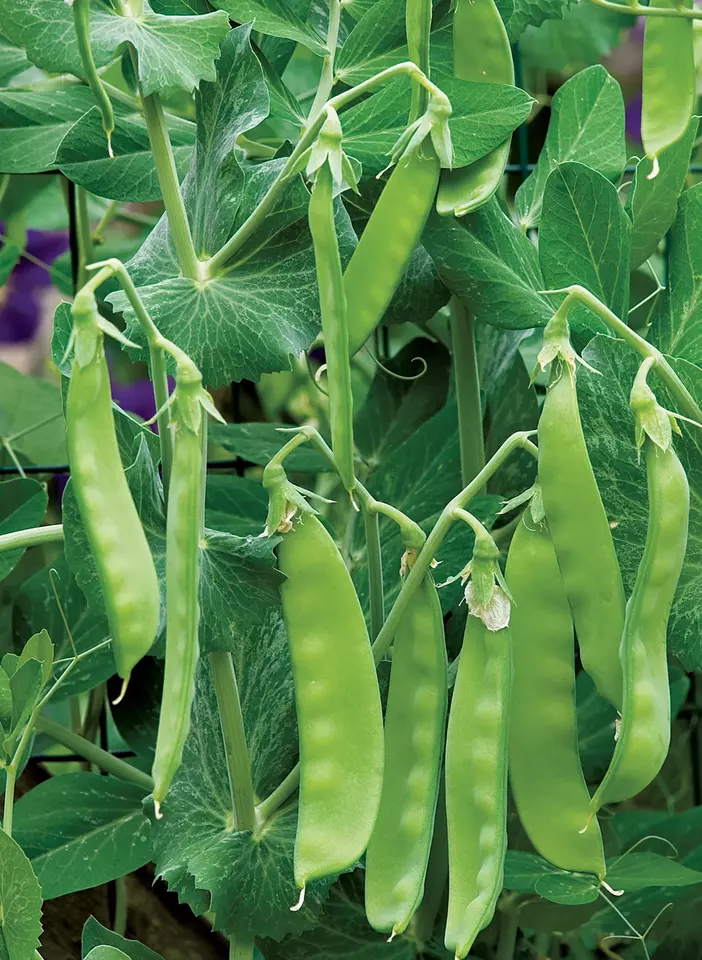 BPASTORE 15 Oregon Sugar Pod Ii Snow Pea Organic Non-Gmo Seeds Online - $9.84