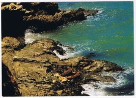 California Postcard Oakland Bay Yerba Buena Island Seals Basking in Sun - £1.69 GBP