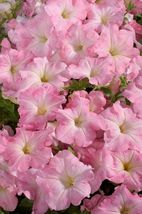 150 Pelleted Petunia Seeds Celebrity Chiffon Morn FLOWER SEEDS - Outdoor Living - $53.99