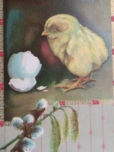Easter Greetings Chick Pussy Willow Embossed Postcard 1910 w/ Football Cancel - £3.97 GBP