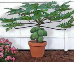 25	Waimanalo Papaya Fruit Seeds - £14.83 GBP