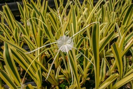 Live 2&quot; Net Pot Variegated Spider Lily Tropical Marginal Aquatic Pond/Bo... - £26.50 GBP