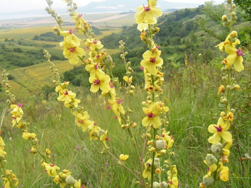 Moth Mullein ~ Verbascum blattaria ~ Wildflower Seeds - $4.00