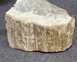 1.93 lbs 5” Petrified Wood Log, Estate Find Fossilized Tree. Fossil - £13.23 GBP