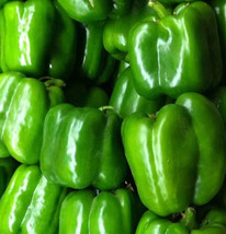 Green Bell Pepper Seeds 50 Keystone Resistant Giant Sweet Capiscum Anuum... - $5.50