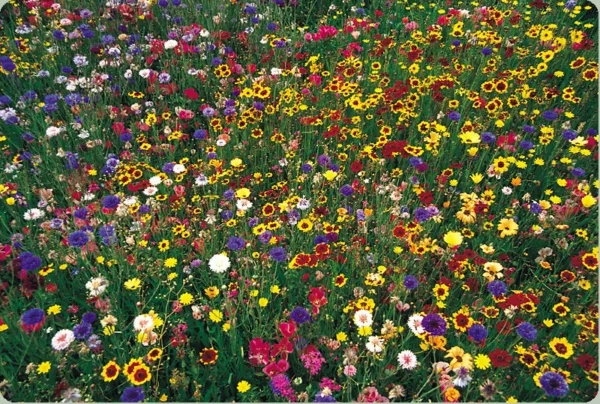 Wildflower Mix 100% 1/4 Pound Lb Fresh Seeds - £15.32 GBP