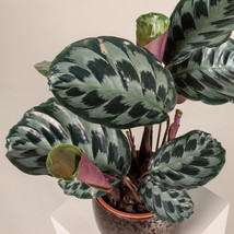 25 Helen Kennedy Calathea Seeds Planting Gardening USA SELLER - £10.00 GBP