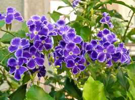 Duranta erecta 30 seeds Golden dewdrop repens FREE SHIPPING - $8.88