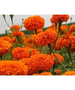 Marigold (Tagetes Erecta Tall) Sierra Orange 50 Flower Seeds - $7.98