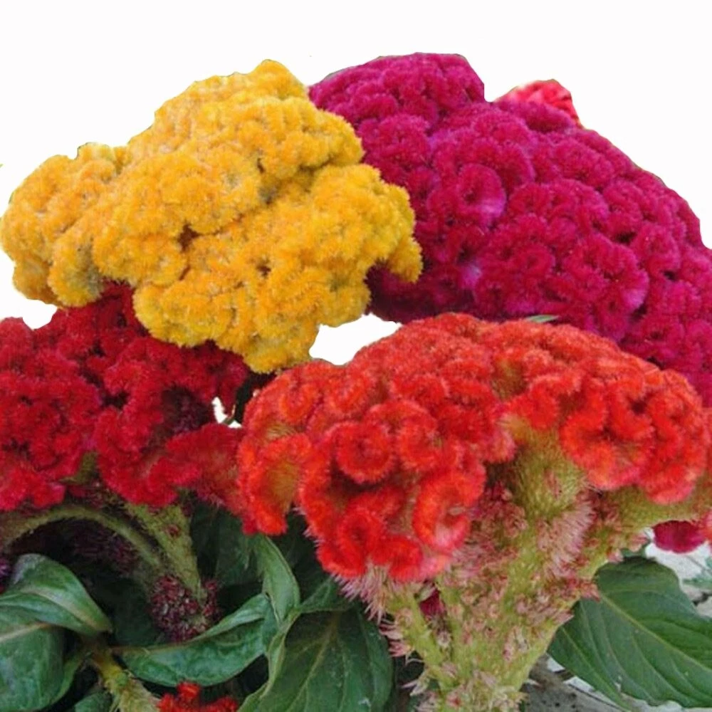 Celosia CRISTATA Mixed Cockscomb Dried Flowers Cutflowers Non-GMO 100 Se... - $4.29