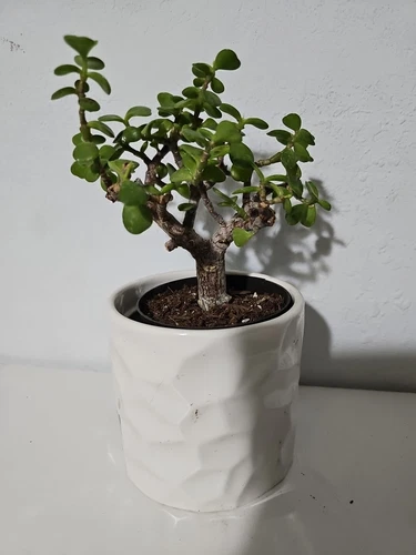 Portulacaria Afra Variegata Elephant Bush Starter Bonsai Live Plant In 4... - $1,125.71 MXN