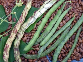 Rattlesnake Bean Seeds Pole 20 Count Non-Gmo Runners Sweet Grown In Usa Gardenin - $8.00