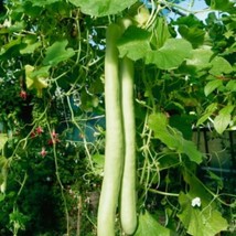 5 Snake Gourd Seeds Lagenaria Siceraria Bottle Gourd Seeds H?? B??From US  - $8.35