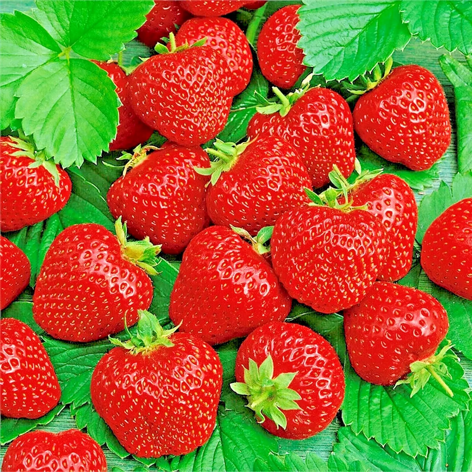 HGBO 200 Ali Baba Strawberry Seeds Spring Perennial Heirloom Non GMO Bulk Seeds - £7.04 GBP