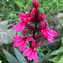 Lobelia  Starship Deep Rose Cardinal Perennial Plants Quart Pot - £44.82 GBP