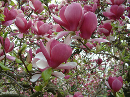 SEPTH 20 Pink Magnolia Seeds Yulan Magnolia Seed Tree Tulip Lily Flower - £4.37 GBP