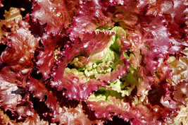 Garden Store 3000 Seeds Prizehead Lettuce Loose Leaf Early Prize Head Red Lactuc - $9.50