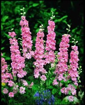 50 Salmon Delphinium Seeds Perennial Flower Bloom Seed Flowers Beautifully Fresh - £8.31 GBP