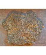 Illinois Pyrite Sun Miners Dollar Fossil Specimen - £23.11 GBP