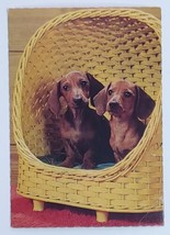 Postcard Miniature Dachshund Puppy Dog Brown Mini Canine Picture Card - $16.06