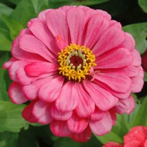 Zinnia Benary&#39;S Giant Carmine Rose 35 Seeds 46 Blooms Great Cut Flower! - £6.92 GBP