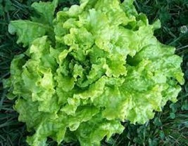 USA SELLER Black Seeded Simpson Leaf Lettuce Fresh Organic Seeds Fresh New - $9.99