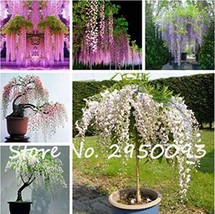 10 pcs Mixed 6 Colors of Wisteria Plant Seeds Pink Purple White etc. FROM GARDEN - £7.00 GBP