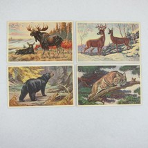 Vintage 1939 National Wildlife Postcards Lot 4 Moose, Deer, Black Bear &amp; Bobcat - £23.96 GBP