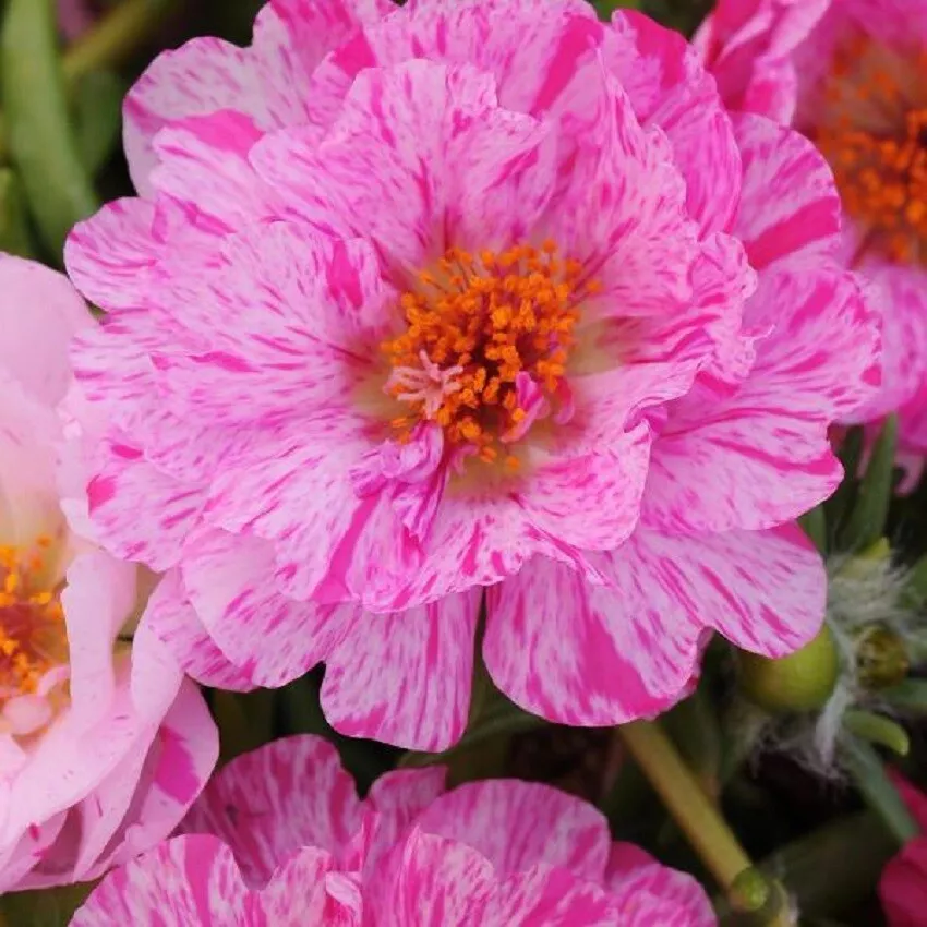 Portulaca Seeds Happy Trails Peppermint 50 Multi pelleted Seeds Perennial S_S - $18.86