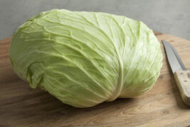 100 Late Flat Dutch Cabbage Seeds  - $3.99