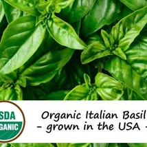 200 Organic Italian Basil Herb Seeds Fresh Seeds USA Seller - £11.30 GBP