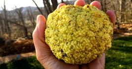 15 Seeds Patrick Henry&#39;s Osage Orange Heirloom Seeds For Quick And Beautiful Gar - $18.00