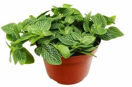 Indoor Plants Fittonia &#39;White Nerve Plant&#39; Gift Easy  White Variegated Evergreen - £15.27 GBP