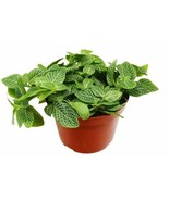 Indoor Plants Fittonia 'White Nerve Plant' Gift Easy  White Variegated Evergreen - £14.93 GBP
