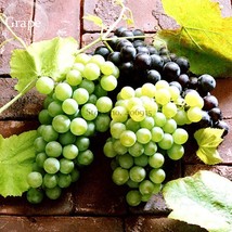 Mixed Grape Vitis Vinifera Vine Delicious  Fruit 15 Seeds Organic Grape ... - $11.95