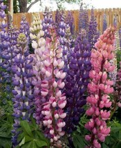 SHIPPED FROM US 60 Russell Lupine Mix Seeds (Lupinus polyphyllus), ZG09 - £12.68 GBP
