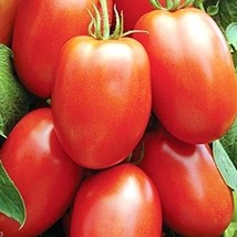 Amish Paste Tomato Seeds Lycopersicon Esculentum Packet Of 10 Seeds US Seller Fa - £6.69 GBP