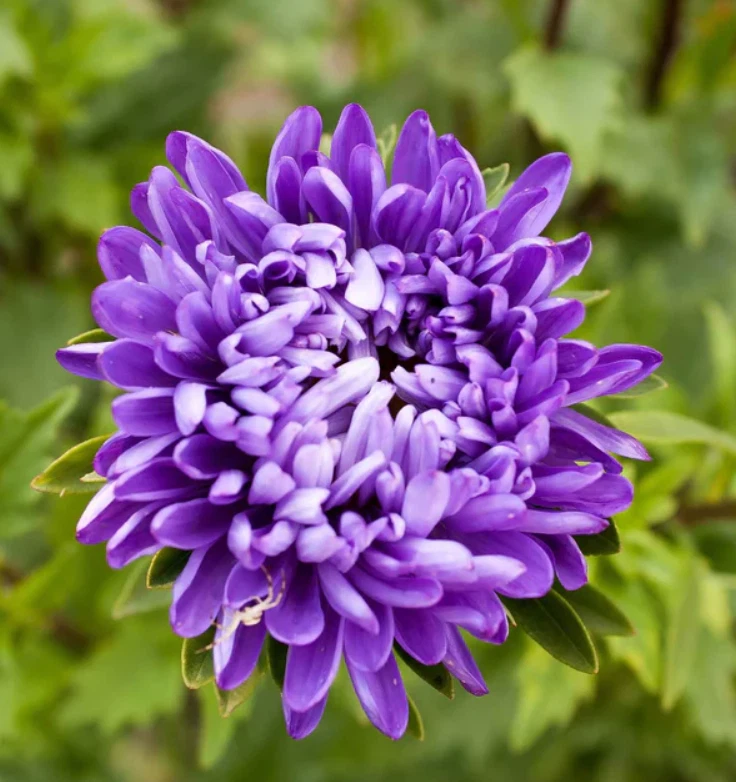 200 Seeds Aster Jewel Purple Flowers Seeds Non-GMO - $6.99