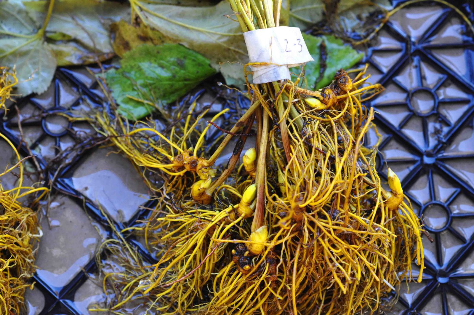 100 Live Goldenseal Roots Plants  - $135.00