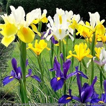 20 Mixed Siberian Iris Sibirica Iris Bicolor Blue Red White Purple Flower SeedsF - £7.65 GBP