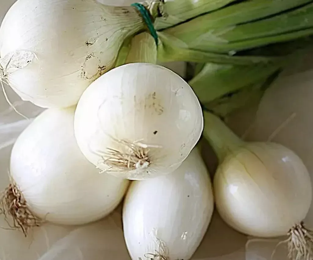 500 Crystal White Wax Onion Seeds For Garden Planting USA Seller - £8.27 GBP