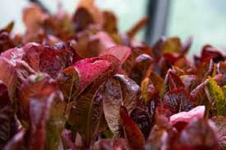 Premium Premium Super Red Romaine Lettuce Fresh Organic Heirloom Seed Be... - $3.11